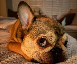 Hans, Wag Brigade Member