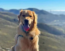 Jack, Wag Brigade member