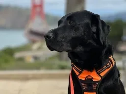 Shadow, Wag Brigade member